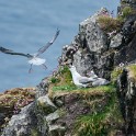 Shetland 455 copia